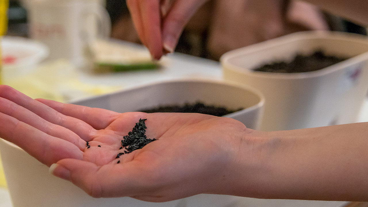 A handful of black seeds