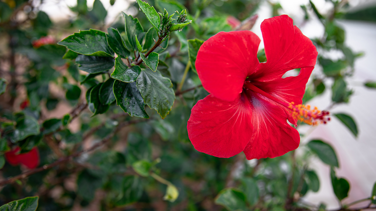 A bushy hibiscus flower close up